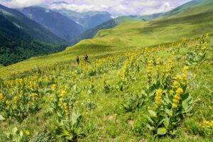 hikers crossing the Plato de Campsaure among yellow gentian flowers, Pyrenean mountain range, France